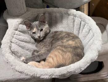 Adora -  Domestic Short Hair Cat for Adoption in Buford, Georgia - Adora | PetCurious