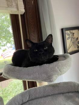 Rescue Domestic Short Hair Cats for Adoption in Taycheedah, Wisconsin - Scooter | PetCurious