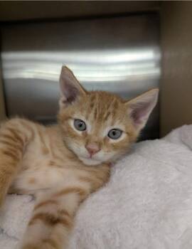 Purrince Harry -  Domestic Short Hair Cat for Adoption in Ruskin, Florida - Purrince Harry | PetCurious