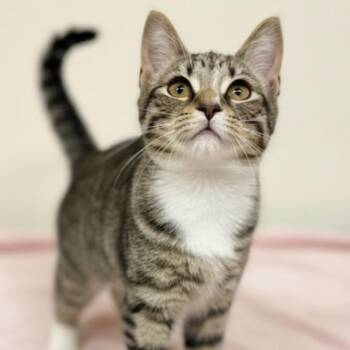 Alice -  Domestic Short Hair Cat for Adoption in Blasdell, New York - Alice | PetCurious