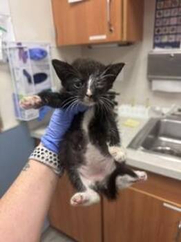 ELWOOD -  Domestic Short Hair Cat Available for Adoption in Doral, Florida - ELWOOD | PetCurious