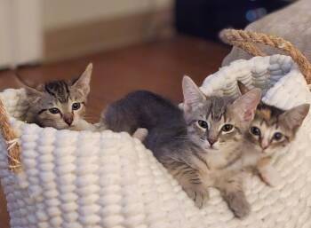 Calvin and Capri (Reduced adoption fee) -  Domestic Short Hair Cat for Adoption in Melrose, Massachusetts - Calvin And Capri (Reduced Adoption Fee) | PetCurious