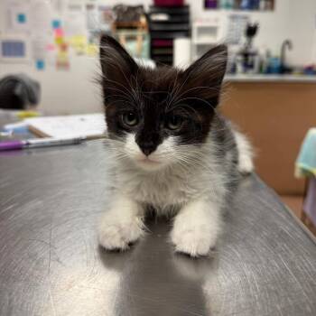 Batman -  Domestic Long Hair Cat for Adoption in Buffalo, Minnesota - Batman | PetCurious