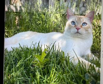 Siamese and Domestic Short Hair Cats Available for Adoption in Pendleton, Oregon - Nandor | PetCurious