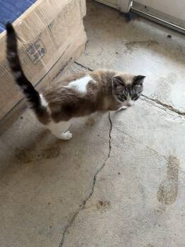 Avalon -  Domestic Short Hair Cat for Adoption in Hammond, Louisiana - Avalon | PetCurious