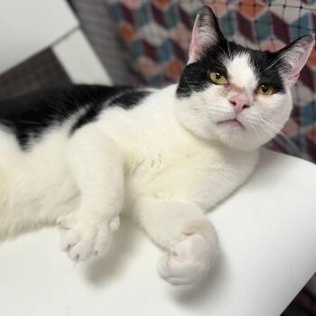 MooMoo -  Domestic Short Hair Cat for Adoption in Fairfax Station, Virginia - MooMoo | PetCurious