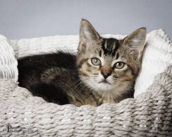 Frank -  Domestic Short Hair Cat Available for Adoption in Maryville, Tennessee - Frank | PetCurious