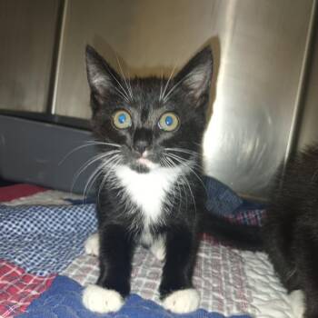Falcon -  Domestic Short Hair Cat for Adoption in Valley, Alabama - Falcon | PetCurious