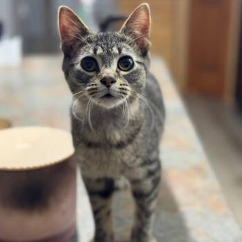 Domestic Short Hair Cats Available for Adoption in Rochester, Minnesota - Little Blue | PetCurious