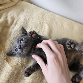Domestic Medium Hair Cats Available for Adoption in Little Rock, Arkansas - Big Dipper 26-036 | PetCurious