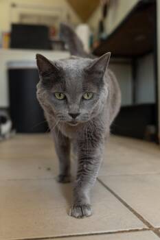 GRACIE (DECLAWED) -  Domestic Short Hair Cat for Adoption in Owensboro, Kentucky - GRACIE (DECLAWED) | PetCurious