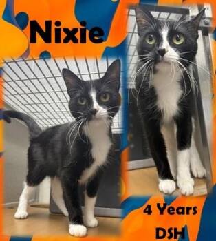 Nixie -  Domestic Short Hair Cat for Adoption in Franklin, Indiana - Nixie | PetCurious