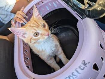 Ahya -  Domestic Short Hair Cat for Adoption in Atlanta, Georgia - Ahya | PetCurious