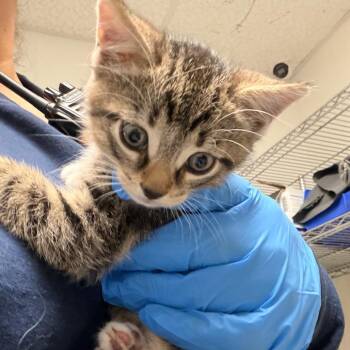 Hopscotch -  Domestic Short Hair Cat for Adoption in Philadelphia, Pennsylvania - Hopscotch | PetCurious