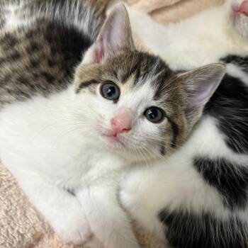 Domestic Short Hair Cats Available for Adoption in North Branford, Connecticut - 26-159 | PetCurious