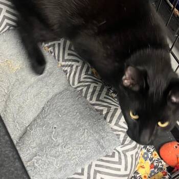 Tater Bug -  Domestic Short Hair Cat for Adoption in Georgetown, Kentucky - Tater Bug | PetCurious