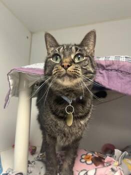 Shelby -  Domestic Short Hair Cat for Adoption in Lansing, Michigan - Shelby | PetCurious
