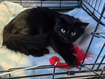 Rescue Domestic Short Hair Cats for Adoption in Mokena, Illinois - Sandy | PetCurious