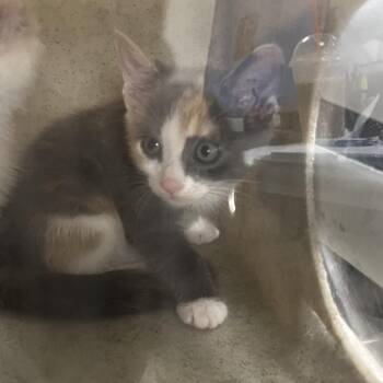 Beowulf -  Domestic Short Hair Cat for Adoption in Philadelphia, Pennsylvania - Beowulf | PetCurious