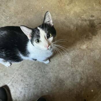 Moto Moto -  Domestic Short Hair Cat for Adoption in Tulsa, Oklahoma - Moto Moto | PetCurious