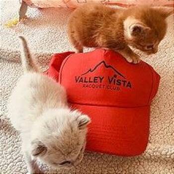 Vista -  Domestic Short Hair Cat Available for Adoption in Pleasant Hill, California - Vista | PetCurious