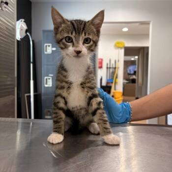 Matcha Tea -  Domestic Short Hair Cat for Adoption in Livingston, Texas - Matcha Tea | PetCurious