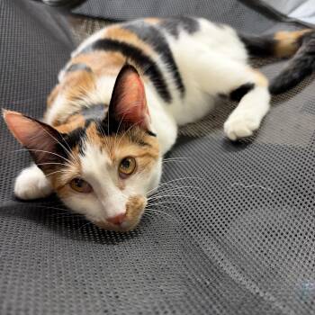 Snickers -  Domestic Medium Hair Cat for Adoption in Alexandria, Louisiana - Snickers | PetCurious
