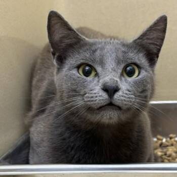 Domestic Short Hair Cats Available for Adoption in Converse, Texas - Lilah | PetCurious