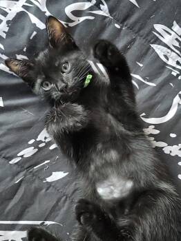 Prozac -  Domestic Short Hair Cat for Adoption in Lafayette, Colorado - Prozac | PetCurious
