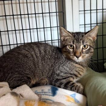 Captain -  Domestic Short Hair Cat for Adoption in Edwardsville, Illinois - Captain | PetCurious
