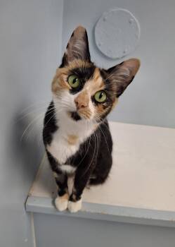 Saffron -  Domestic Short Hair Cat for Adoption in Victoria, British Columbia - Saffron | PetCurious