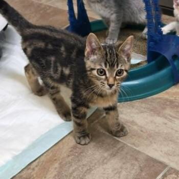 Mario -  Domestic Short Hair Cat for Adoption in Lancaster, Kentucky - Mario | PetCurious