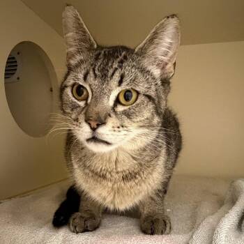 Domestic Short Hair Cats Available for Adoption in Cooperstown, New York - Limbo | PetCurious