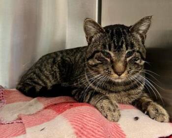 Domestic Short Hair Cats Available for Adoption - Rudy | PetCurious