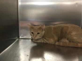 Domestic Short Hair Cats Available for Adoption - CORALINE | PetCurious