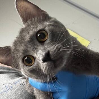Domestic Short Hair Cats Available for Adoption in Concord, North Carolina - Star | PetCurious