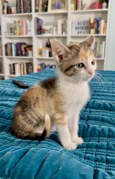 Bellingham (pre adopt) -  Domestic Short Hair Cat for Adoption in Fort Worth, Texas - Bellingham (pre Adopt) | PetCurious