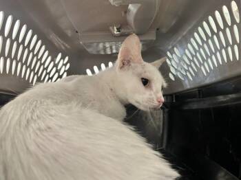 A383533 -  Domestic Short Hair Cat Available for Adoption in Ocala, Florida - A383533 | PetCurious