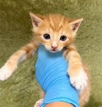 ROLLIE -  Domestic Short Hair Cat for Adoption in Riverside, California - ROLLIE | PetCurious