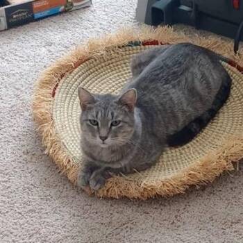 Domestic Short Hair Cats Available for Adoption - Jolene | PetCurious