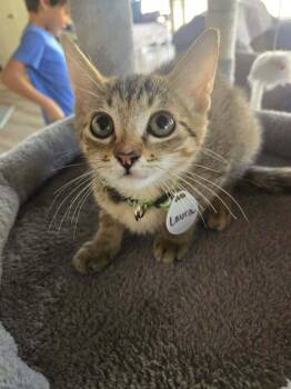 Laura -  Domestic Short Hair Cat for Adoption in Tucson, Arizona - Laura | PetCurious