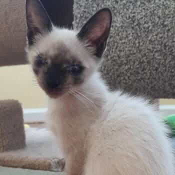 Betty (blind) -  Domestic Short Hair Cat for Adoption in Newport News, Virginia - Betty (blind) | PetCurious