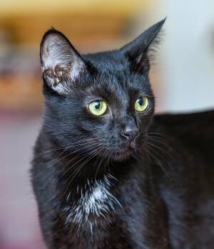 Madame Adelaide -  Domestic Short Hair Cat for Adoption in Chattanooga, Tennessee - Madame Adelaide | PetCurious