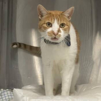 Teddy -  American Shorthair Cat for Adoption in Tulsa, Oklahoma - Teddy | PetCurious