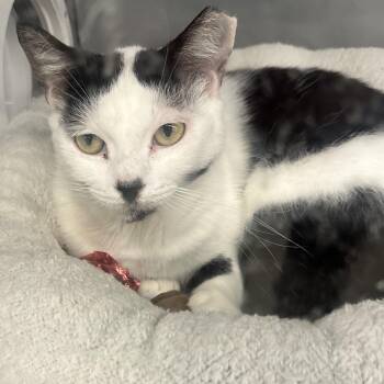 Rescue Domestic Short Hair Cats for Adoption in Beaufort, South Carolina - Diane | PetCurious