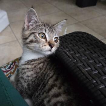 Oatmeal -  Domestic Short Hair Cat for Adoption in Newport News, Virginia - Oatmeal | PetCurious