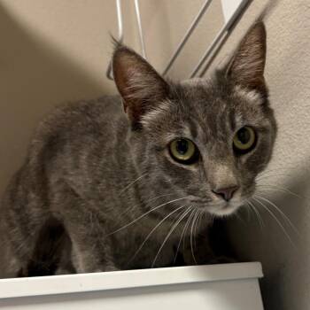 Domestic Short Hair Cats Available for Adoption in Yuma, Arizona - Luna | PetCurious
