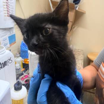 Turbo -  Domestic Short Hair Cat for Adoption in Corinth, Mississippi - Turbo | PetCurious