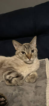 Rescue Siamese Cats for Adoption in Brandon, Florida - Hank Willams (Willy) | PetCurious