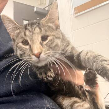 Kennedy -  Domestic Short Hair Cat for Adoption in Indianapolis, Indiana - Kennedy | PetCurious